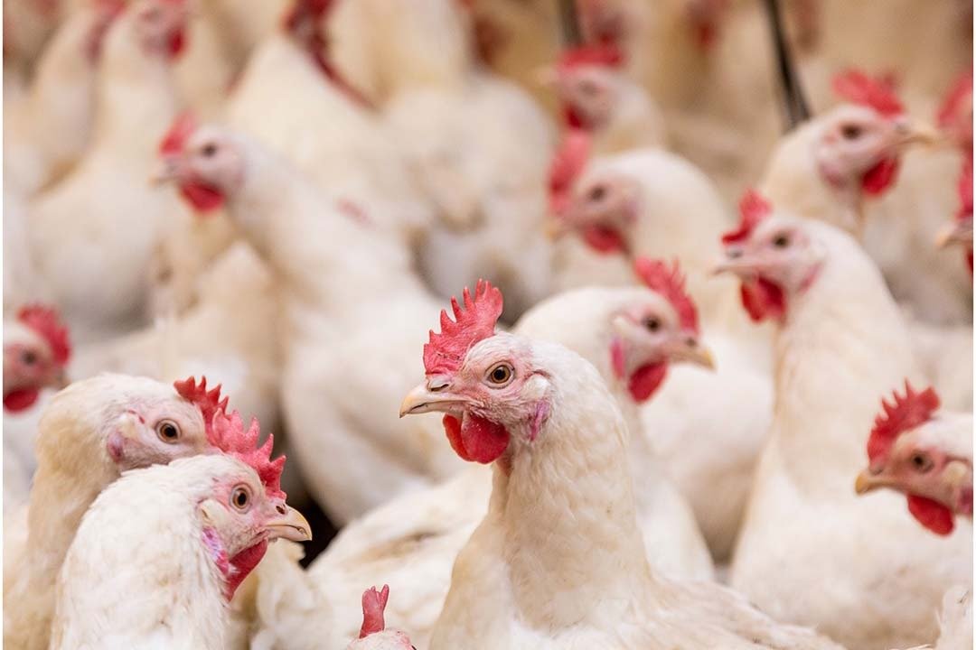 Самая страшная вспышка птичьего гриппа в Великобритании объявлена ​​оконченной